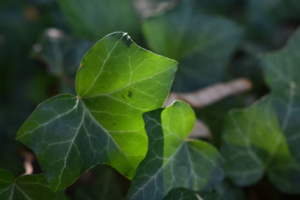 istock Ivy in the sun 1677750230