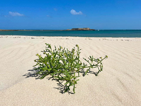 this stunning beach is located in the north of the city of Otranto in Puglia, Italy. The sandy beach with the dunes stretches for three kilometers.