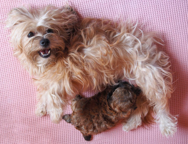 istock Russian breed Russian colored bichon puppy in Greece 1677757845