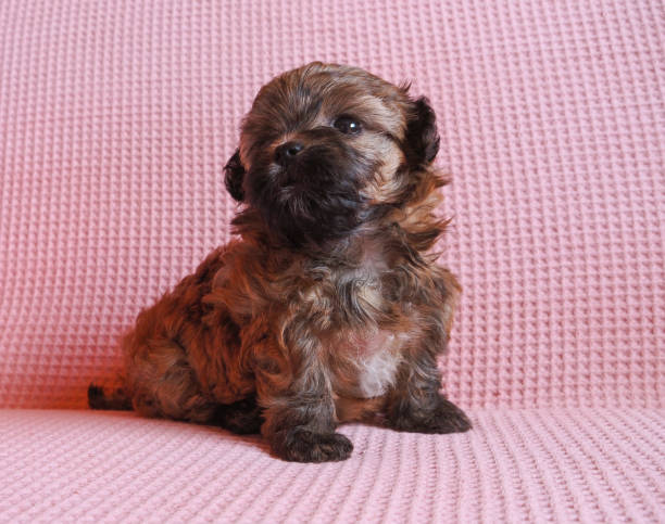 istock Russian breed Russian colored bichon puppy in Greece 1677758408