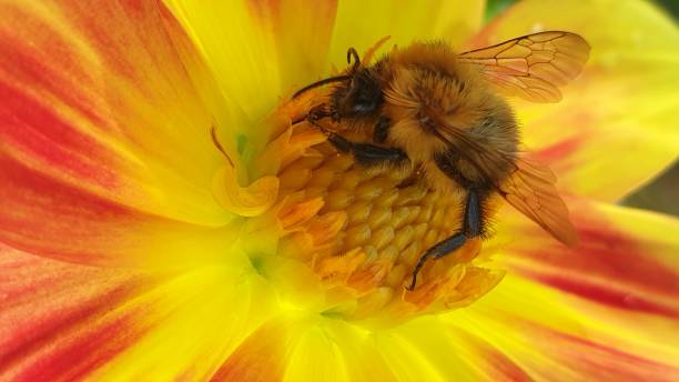 istock Close-up of a bee on a flower 1677801619