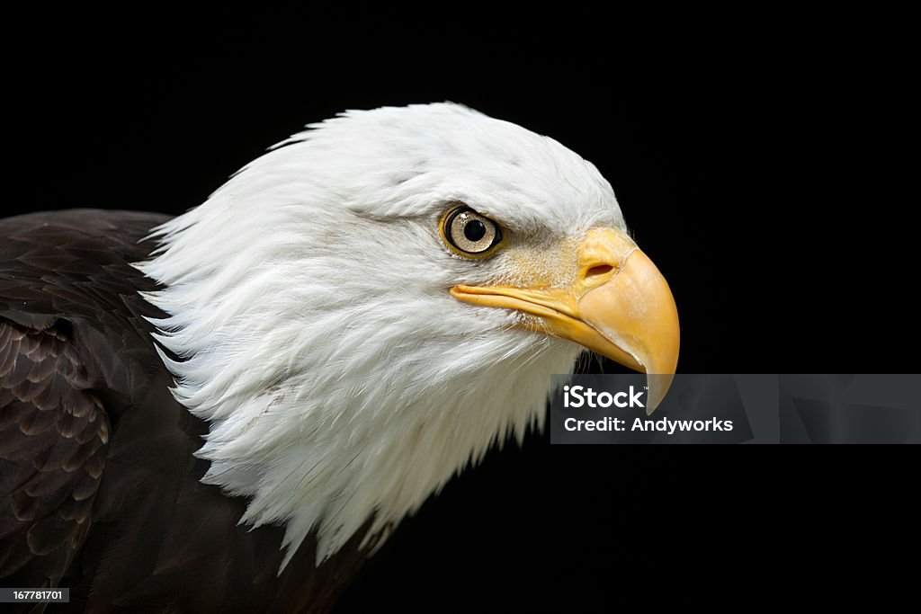 Wunderschöne Weißkopfseeadler XXXL - Lizenzfrei Adler Stock-Foto