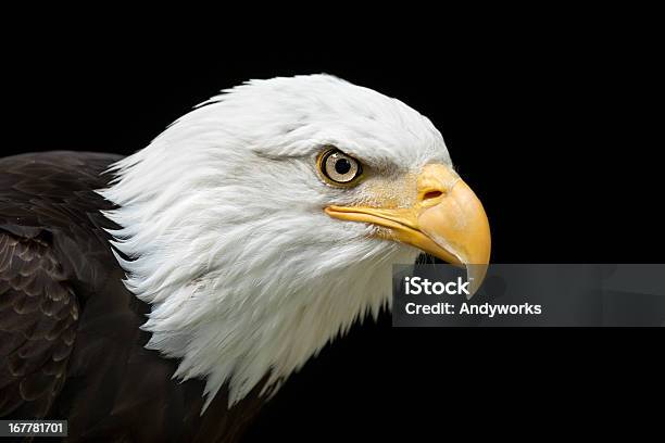 Wunderschöne Weißkopfseeadler Xxxl Stockfoto und mehr Bilder von Adler - Adler, Einzelnes Tier, Fotografie