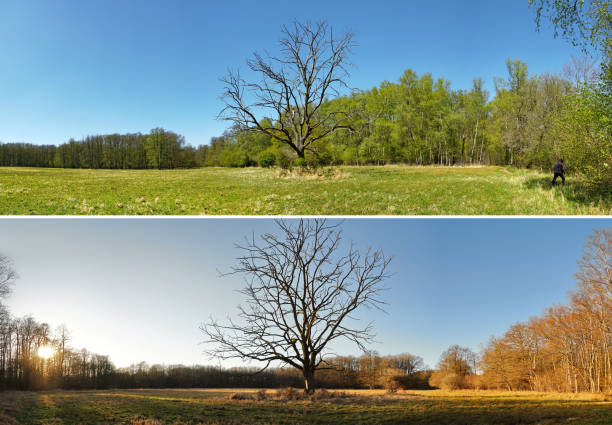 istock Old dead Tree in Sping and Autumn Panorama in a Bog - Seasons,Panorama 1677837051