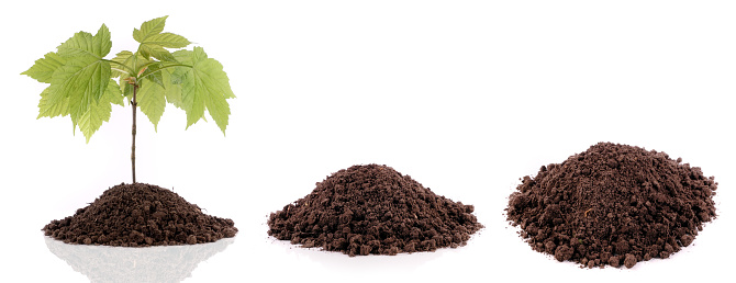 Heap of Soil Banner with young Tree isolated on white Background