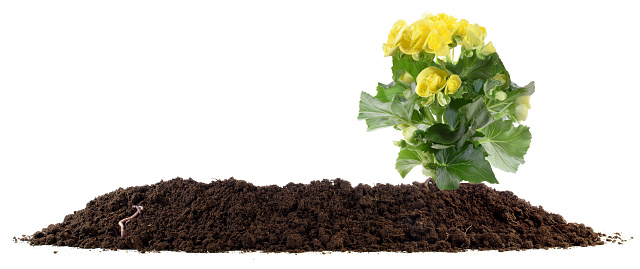 Soil Banner side view isolated on white background with yellow Flower - Panorama