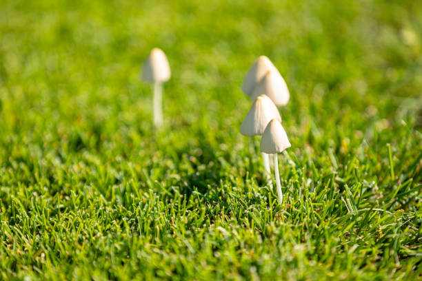 istock pale toadstool mushrooms growing in grass on sunny autumn day 1677838687