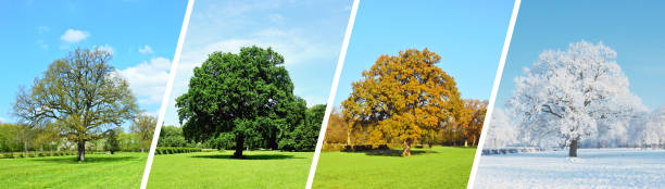 istock Four Seasons Tree - Season Weather change over the Year 1677838692