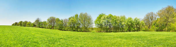 istock Meadow Panorama in Spring with Trees and blue Sky 1677840989