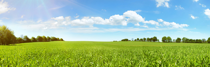 Meadow Panorama in Summertime