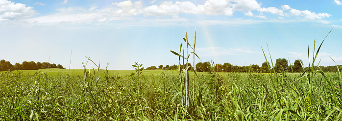 Meadow Panorama in Summertime
