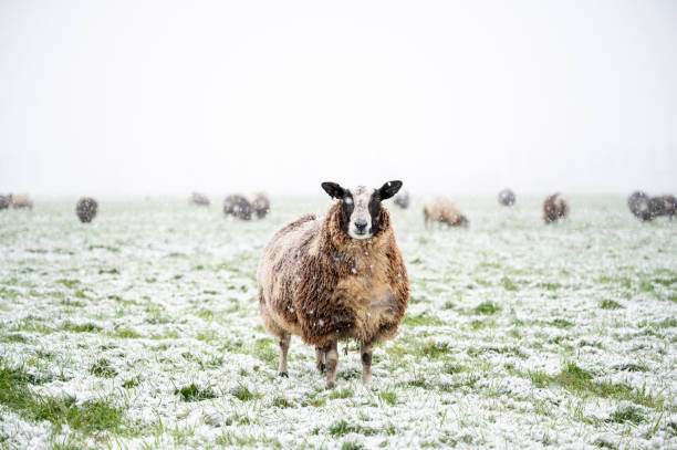 istock Sheep in a snow covered meadow in a winter landscape 1677844521