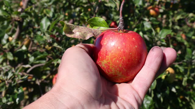 Showing a fresh apple
