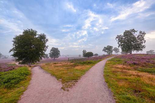 Path through blossoming common heather plants (Calluna vulgaris) in Heathland landscape during sunrise in summer in the Veluwe nature reserve at the start of a beautiful warm summer day with some fog over the heath.