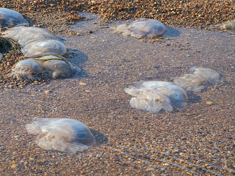 Dead jellyfish on the seashell coast and shallow waters of the Sea of Azov