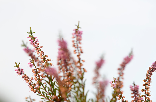 Flowering Heather plants in Heathland close up during sunrise in summer in the Veluwe nature reserve in Gelderland, The Netherlands.