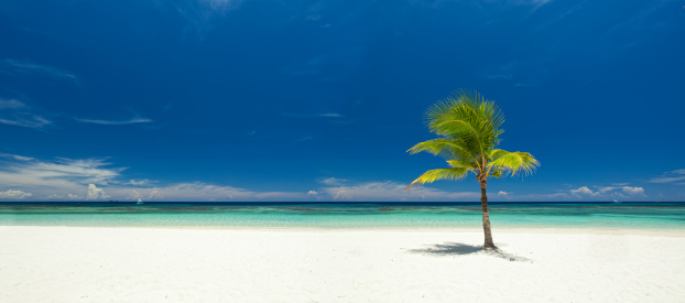 Panoramic view of palm tree on tropical white sand beach. Roatan, Honduras