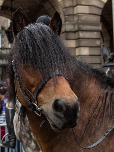 istock Posh Riding Horse. 1677849935