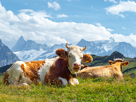 brown and white swiss cow with a cowbell lying on the grass in an alpine pasture in the Swiss Alps
