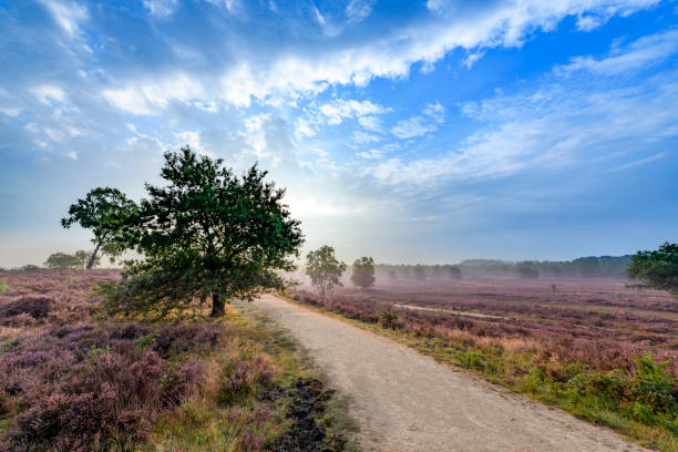 istock Path leading through blooming heather plants in Heathland landscape during sunrise in summer 1677851633