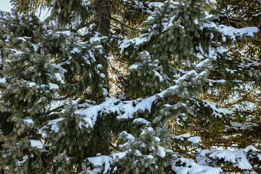 Snow resting on green pine tree branches, fine winter day