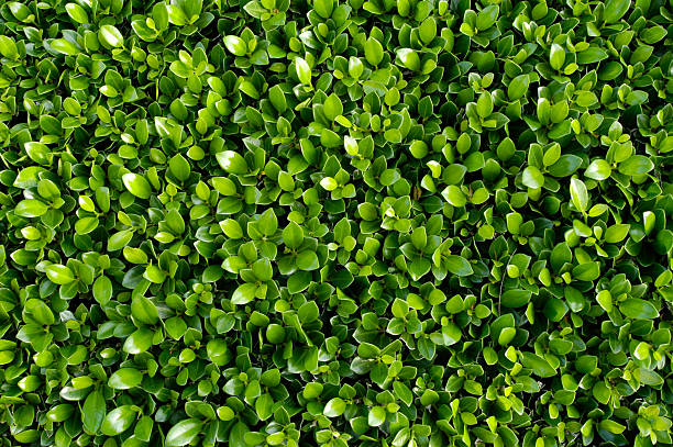Plant Background Perfectly-trimmed hedge to use as a plant background. hedge stock pictures, royalty-free photos & images