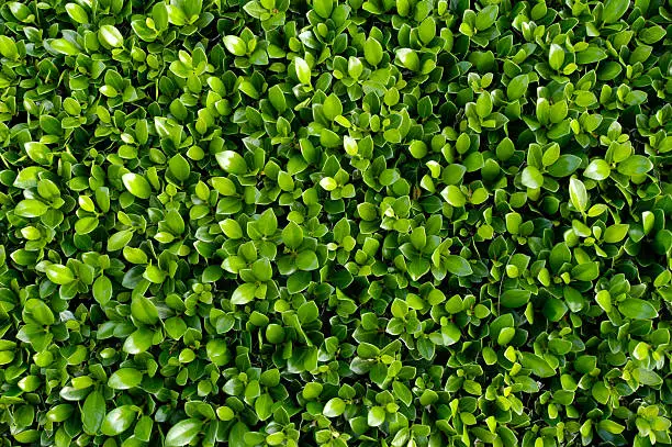 Photo of Plant Background