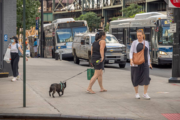Queensboro Plaza, Long Island City, Queens, New York, USA - August 18th 2023: Woman with a small dog in a leash at a street corner