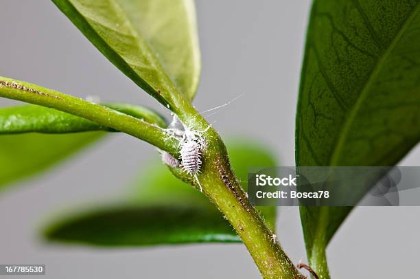 White Aphids On Jasmine Leaves Stock Photo - Download Image Now - Mealybug, Plant, Insect