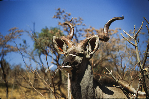 African kudo species have long horns, which point upward and slightly back, curling in a corkscrew shape
