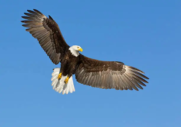 Photo of A bald eagle soaring in a blue sky