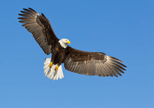 flying bald eagle - usa animal bald eagle bird zdjęcia i obrazy z banku zdjęć