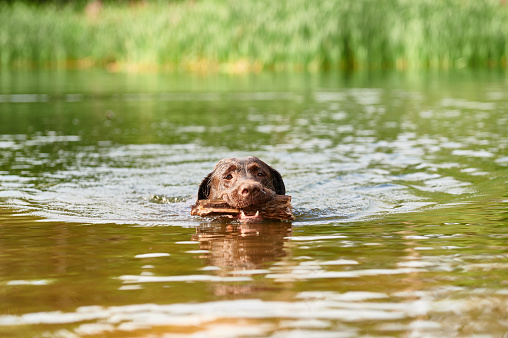 Cute brown Labrador Retriever with stick in teeth swimming in clear water of lake in nature