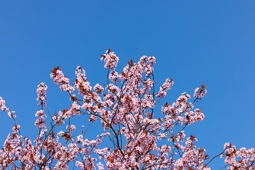 Cherry blossom against the clear sky, pastel pink petals, copy space, Sakura backgrounds and wallpapers