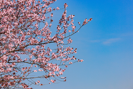 Almond trees in bloom in the Retiro park in Madrid, Spain. Selective focus