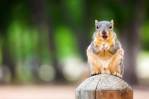 Squirrel outdoor.Squirrel outdoor. Location: Houston, Texas.Squirrel outdoor.Squirrel outdoor. Location: Houston, Texas.