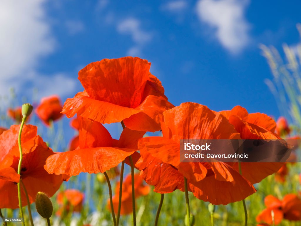 Primer plano de campo de flor abriéndose poppies rojo brillante. - Foto de stock de Aire libre libre de derechos