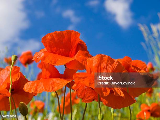 Primer Plano De Campo De Flor Abriéndose Poppies Rojo Brillante Foto de stock y más banco de imágenes de Aire libre