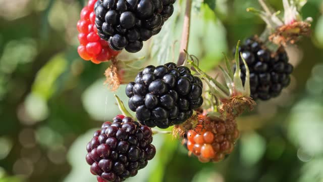 Ripe shiny blackberries on a bush