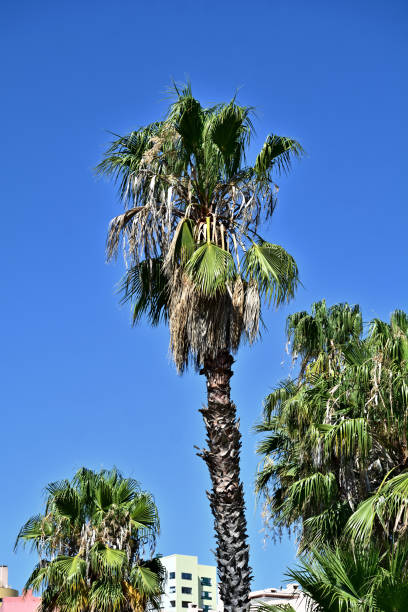 istock World of trees 1677895978