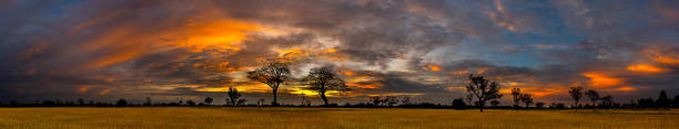 istock Panorama silhouette tree in africa with sunset.Tree silhouetted against a setting sun.Dark tree on open field dramatic sunrise.Typical african sunset with minimal acacia trees in Masai Mara, Kenya. 1677901942