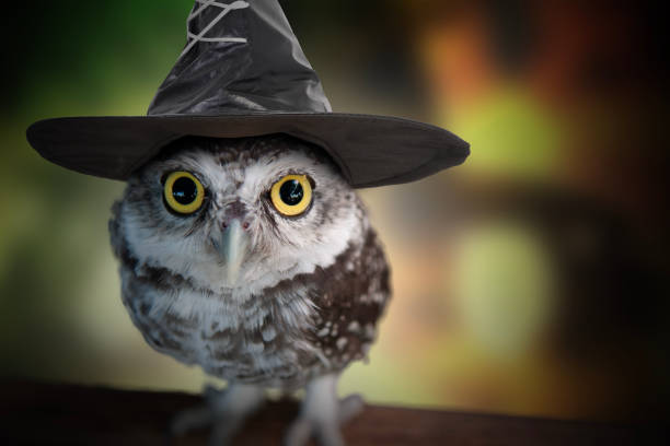 Owl with big round eyes wears a witch's hat ready for celebrates Halloween. Owl with big eyes wearing witch's hat on dim background and colorful light bokeh looks mysterious. halloween bird stock pictures, royalty-free photos & images