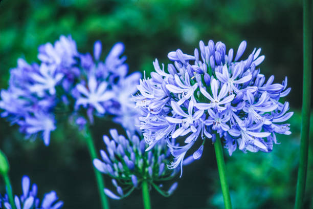 istock Blue and Purple Blossoms 1677908451