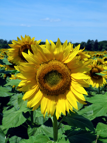 Austria, sunflower field in Lower Austria