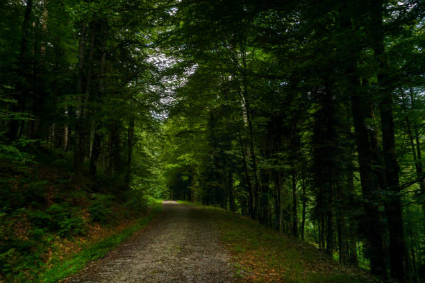 istock Irati Forest in Navarra Spain 1677915617