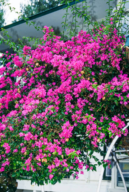 istock Red and Pink Blossoms 1677916222