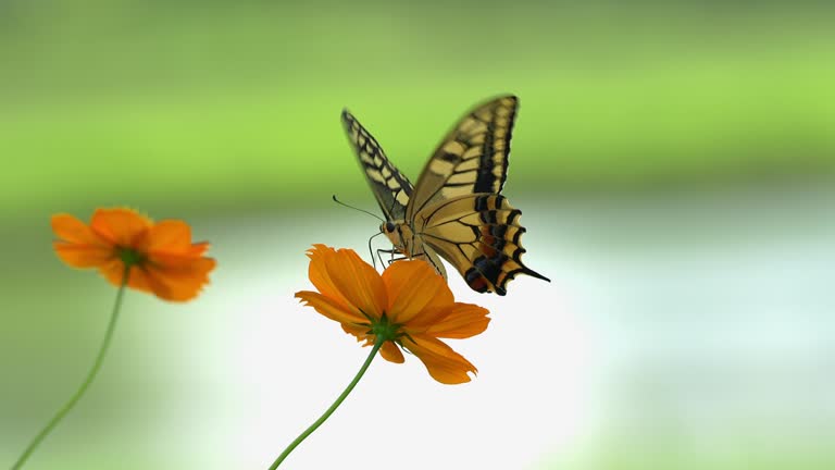 Swallowtail butterfly sucking nectar from cosmos flowers