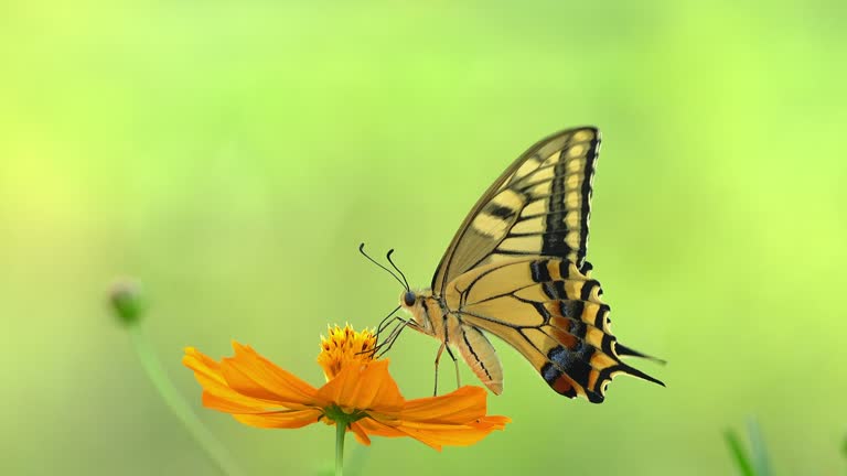 Swallowtail butterfly sucking nectar from cosmos flowers