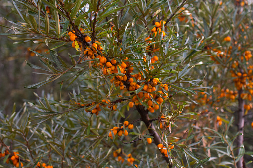 sea buckthorn tree with ripe yellow berries on the trunk. Autumn harvest in the villages