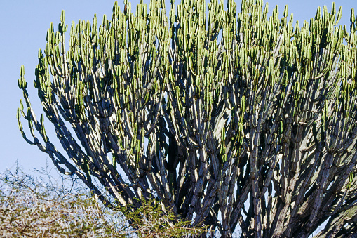 Cacti are plants that have succulent stems, pads or branches with scales and spines instead of leaves. Cactus pads are actually modified stems with a waxy coating. The prickly spines are modified leaves that break up the evaporative winds blowing across pad surfaces, and help shade the stem.
